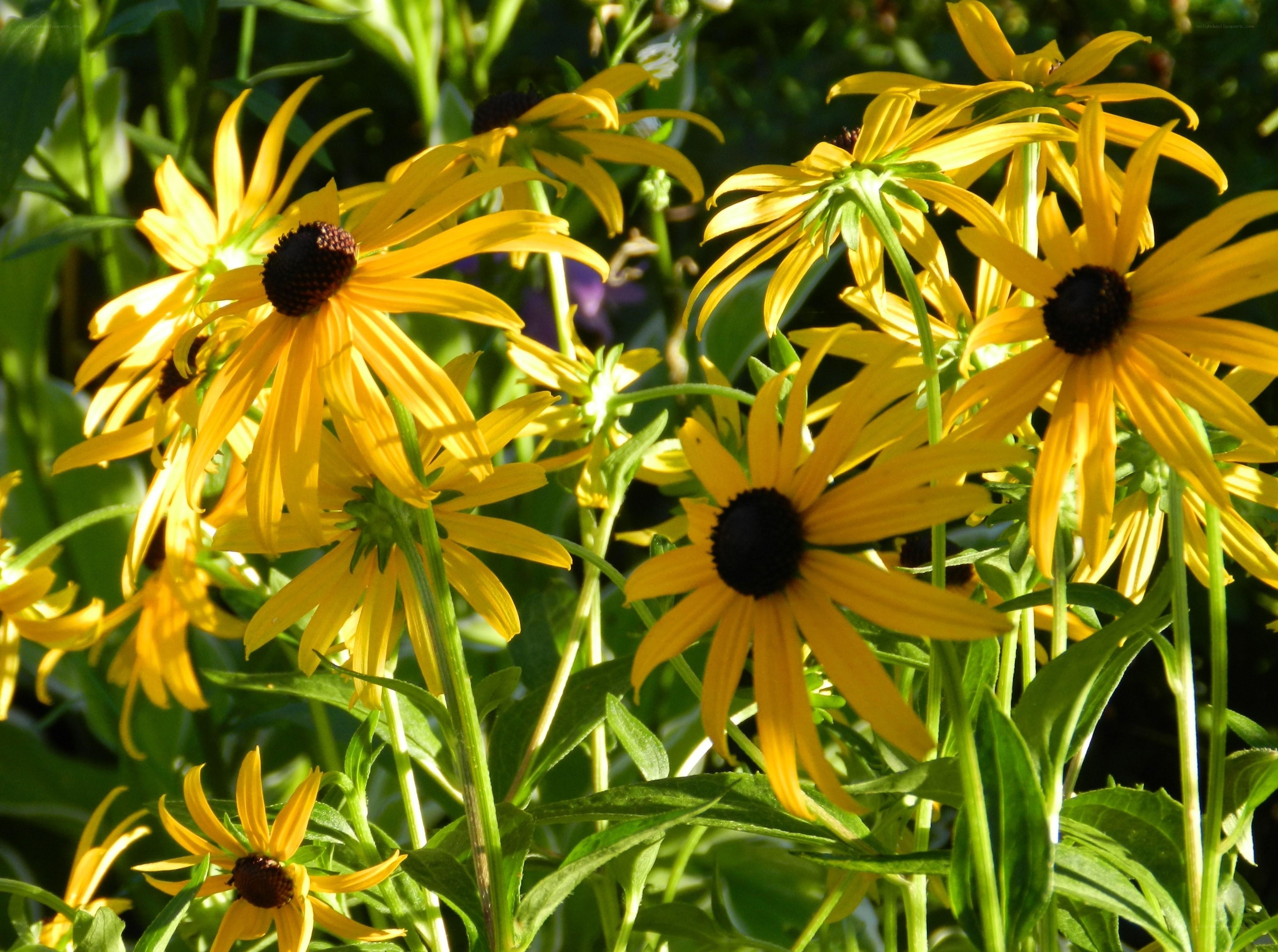 Yellow black-eyed susans in sunlight
