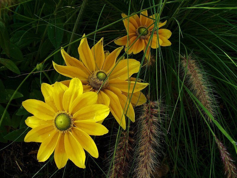 Yellow Black-eyed Susans — Natural, Afternoon, Photograph