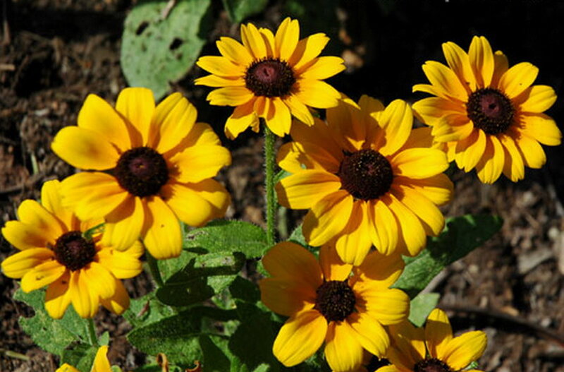 Yellow Black-eyed Susans — Natural, Afternoon