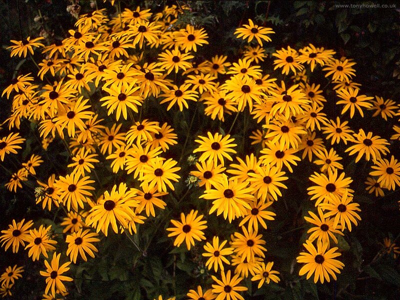 Yellow Black-eyed Susans — Natural, Night