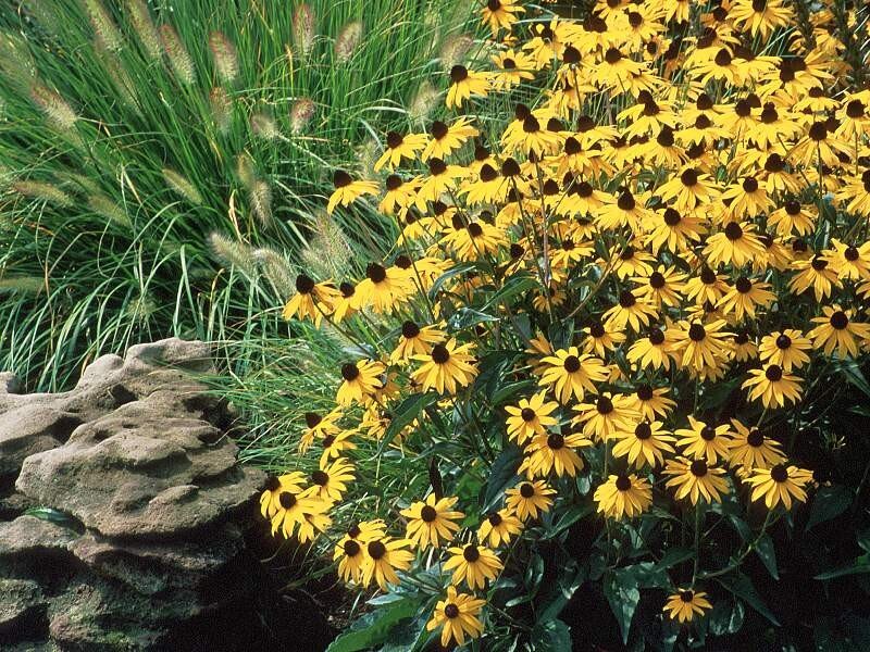 Yellow Black-eyed Susans — Natural, Summer, Photograph, Grass