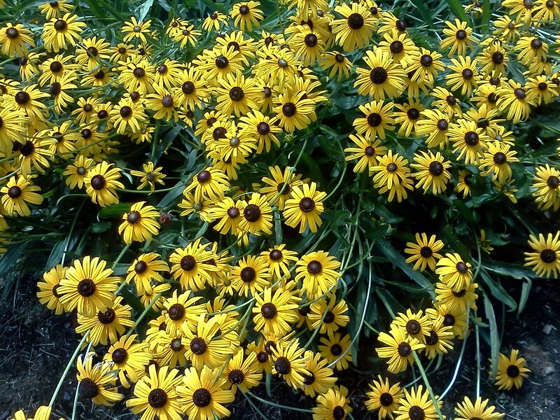 Yellow Black-eyed Susans — Natural, Summer, Photograph