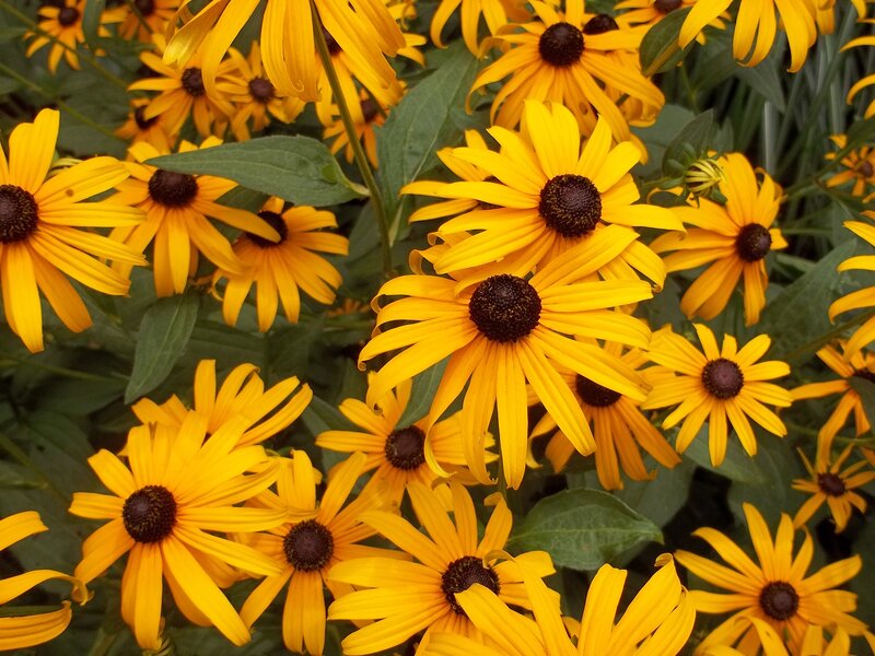 Yellow Black-eyed Susans — Natural, Summer