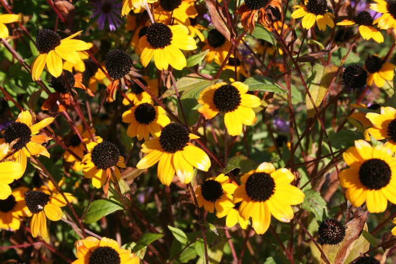 Yellow Black-eyed Susans — Natural