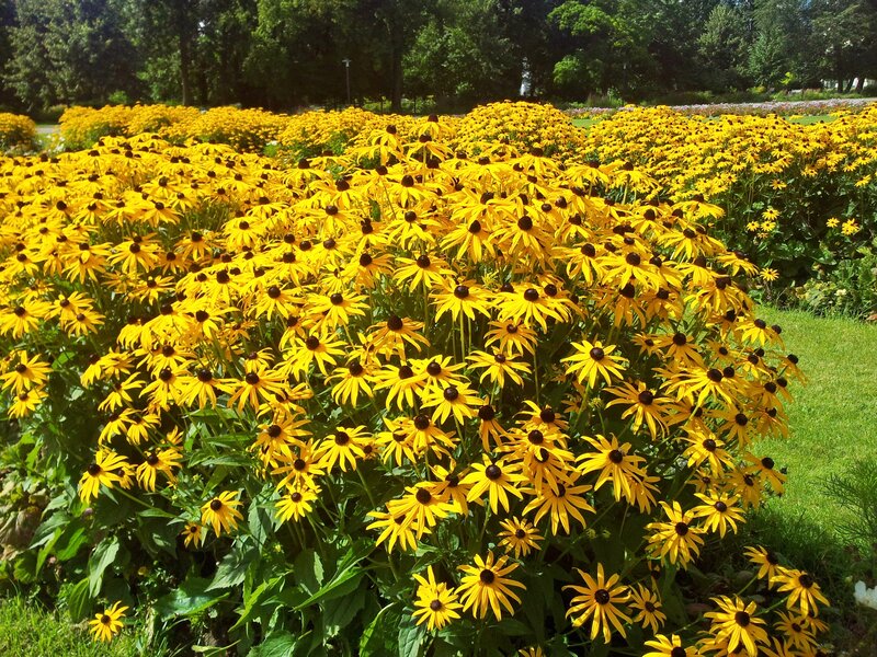 Yellow Black-eyed Susans — Serene, Afternoon, Photograph
