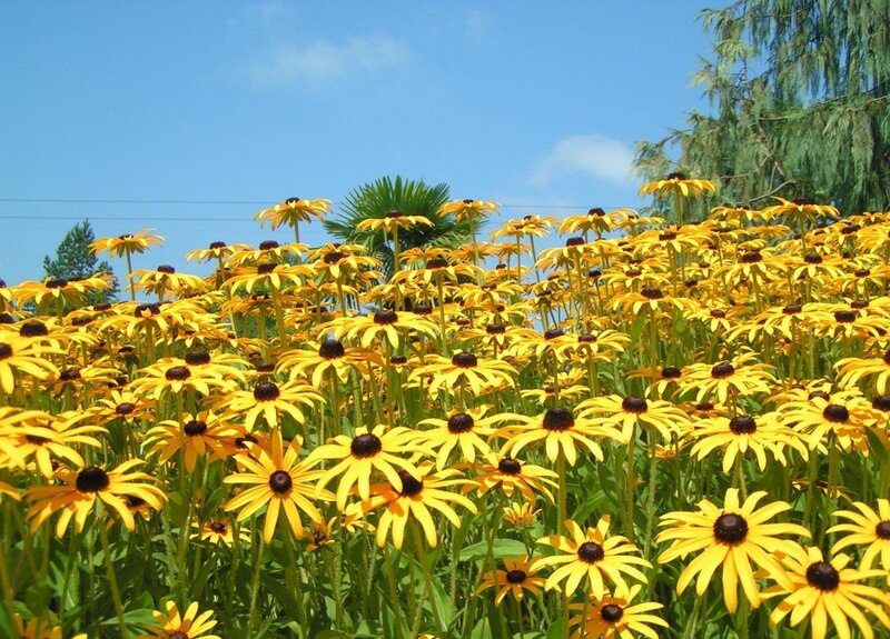 Yellow Black-eyed Susans — Serene, Afternoon, Photograph, Trees