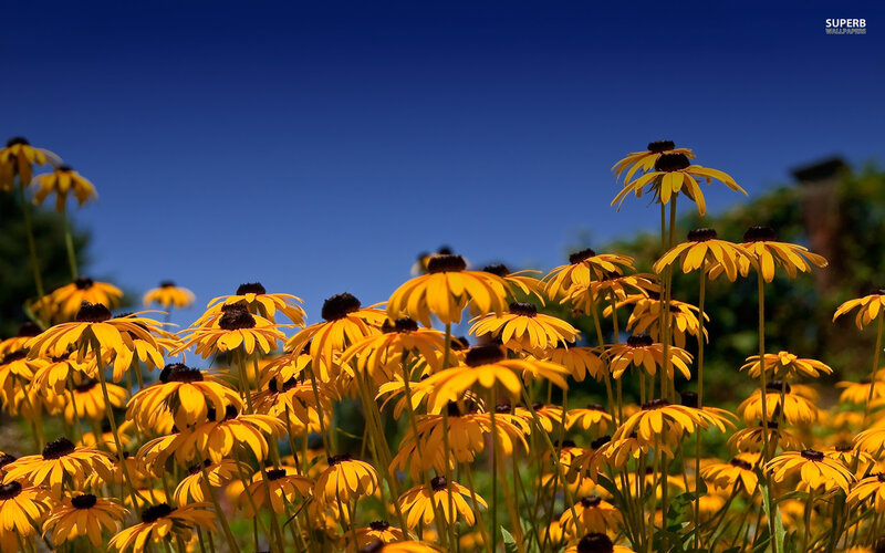 Yellow Black-eyed Susans — Serene, Afternoon