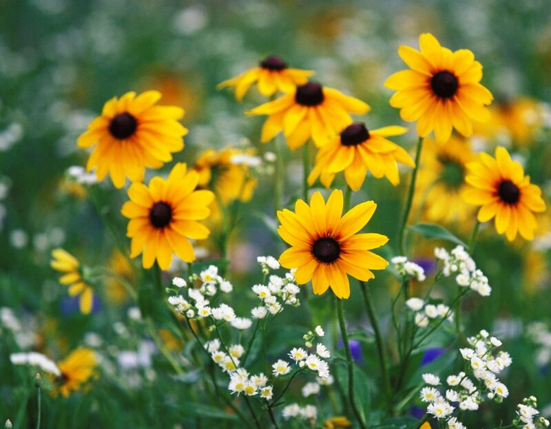 Yellow Black-eyed Susans — Serene, Summer
