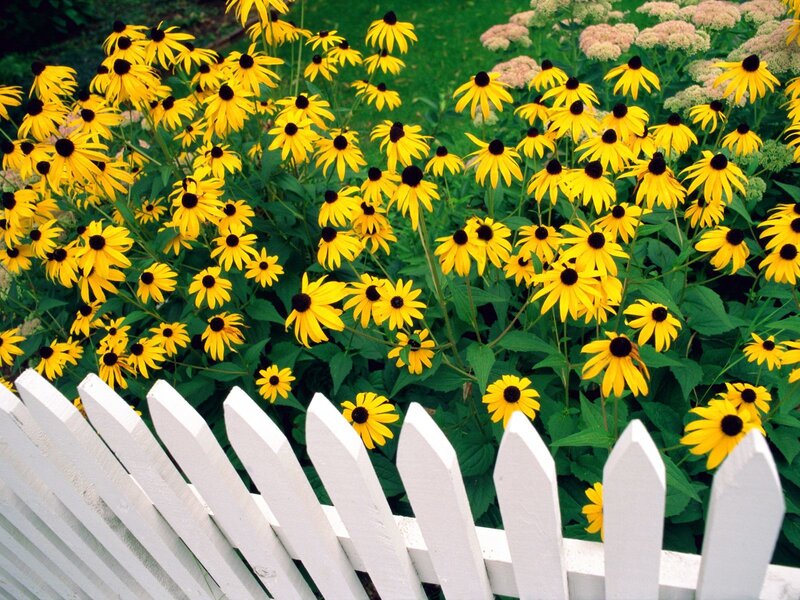 Yellow Black-eyed Susans