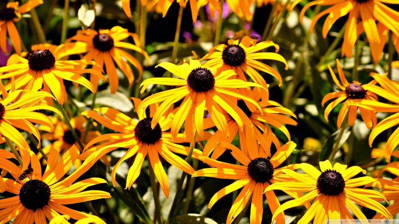 Yellow Black-eyed Susans — Vibrant, Afternoon