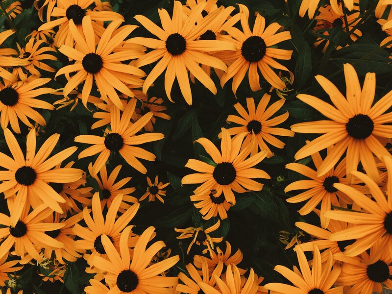 Yellow Black-eyed Susans — Vibrant, Summer, Photograph, Flowers, Leaves