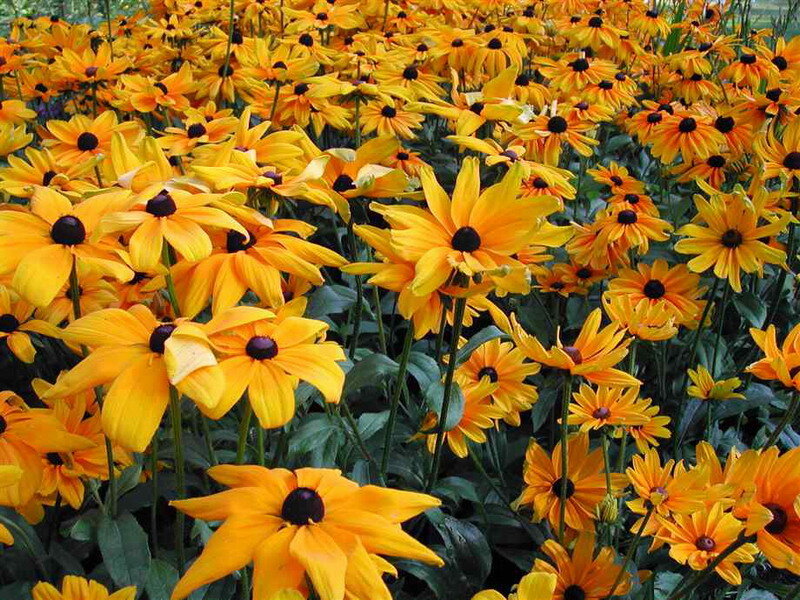Yellow Black-eyed Susans — Vibrant, Summer
