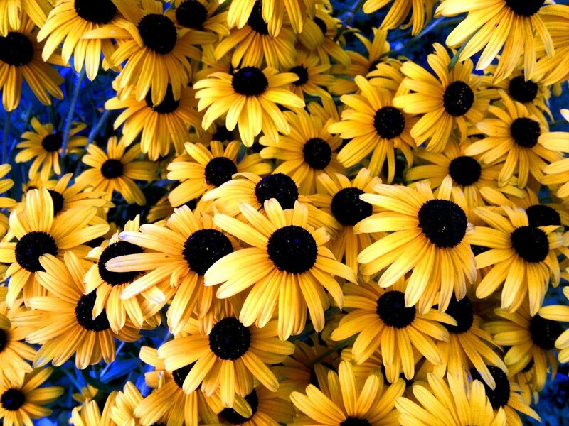 Yellow Black-eyed Susans — Vibrant