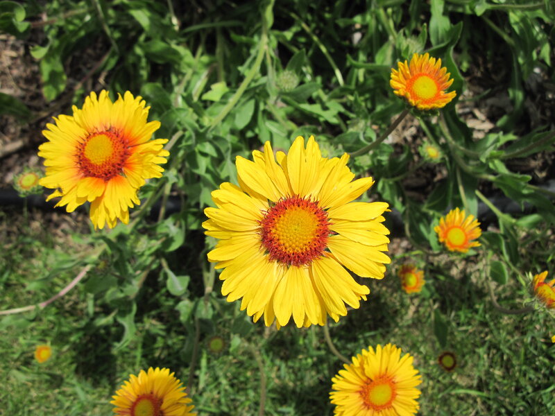 Yellow Blanket Flowers