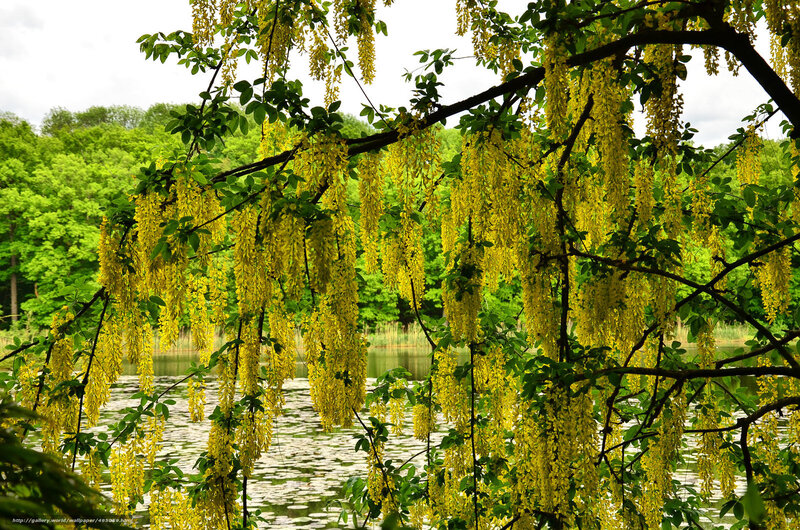 Yellow blossoms by the lake