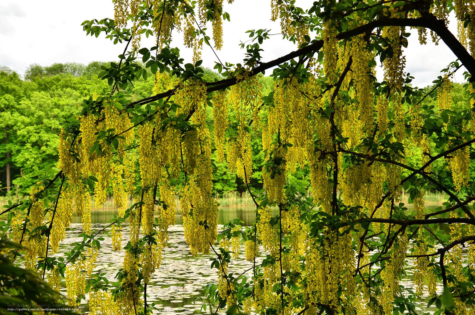 Yellow blossoms by the lake