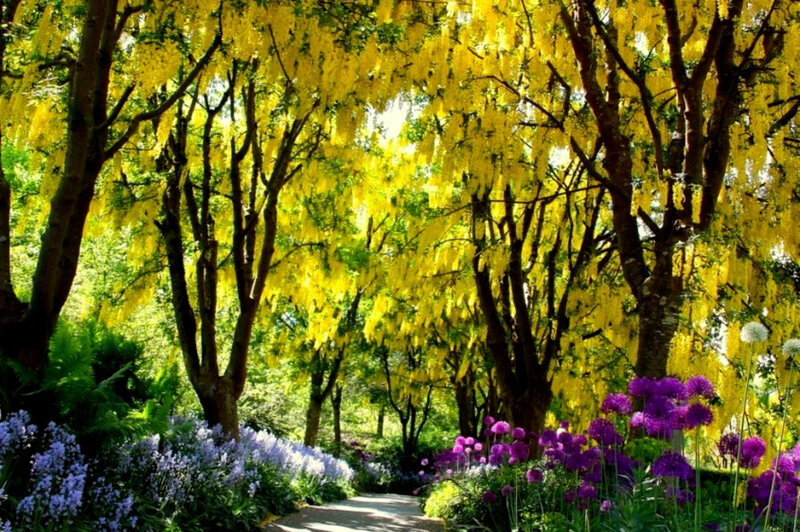 Yellow blossoms in a garden