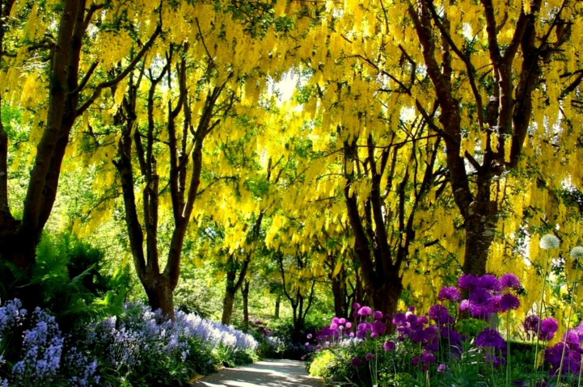 Yellow blossoms in a garden