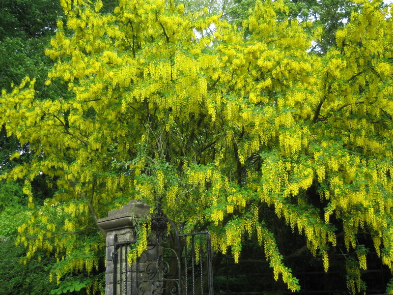 Yellow blossoms on a tree