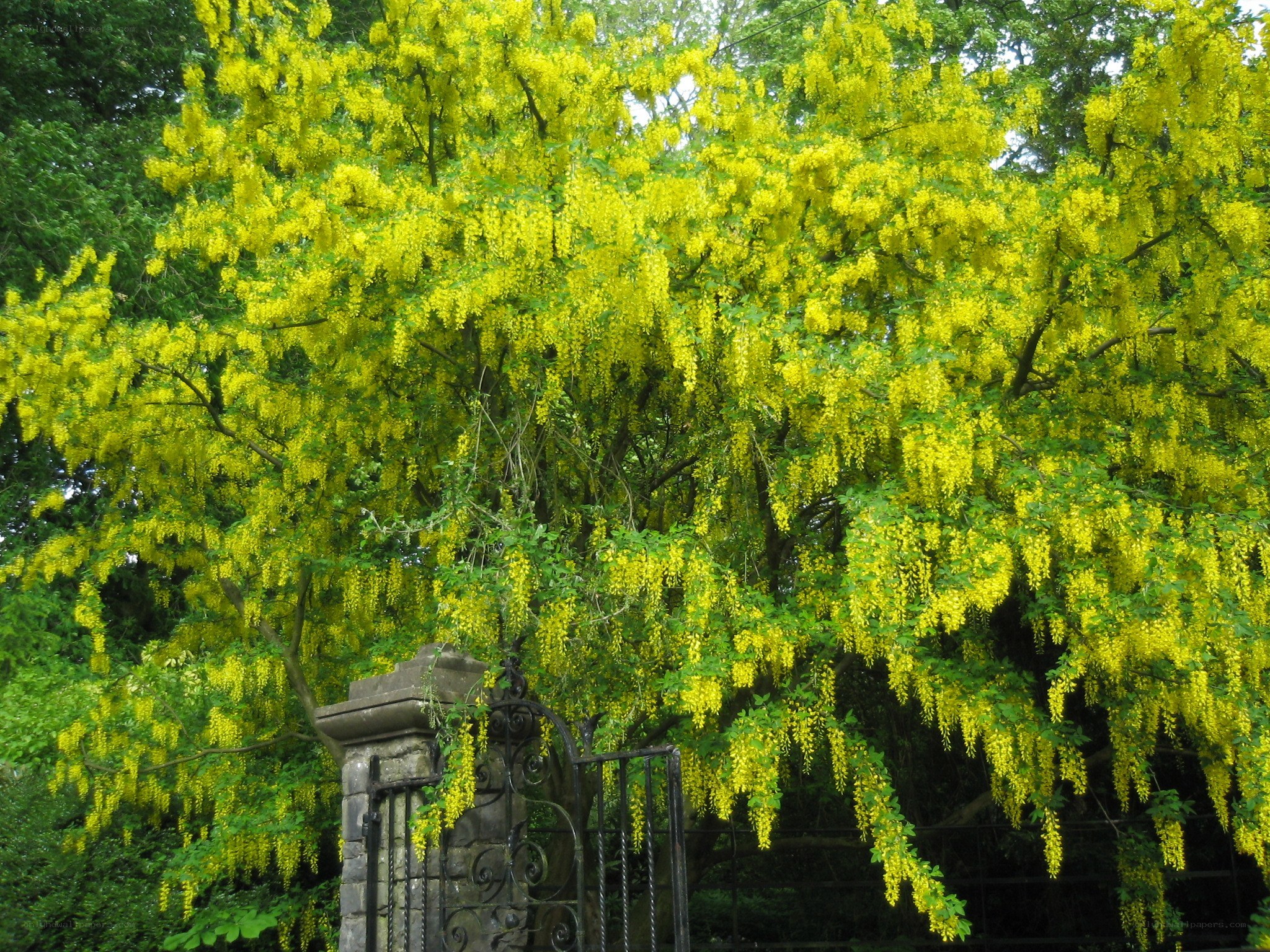Yellow blossoms on a tree