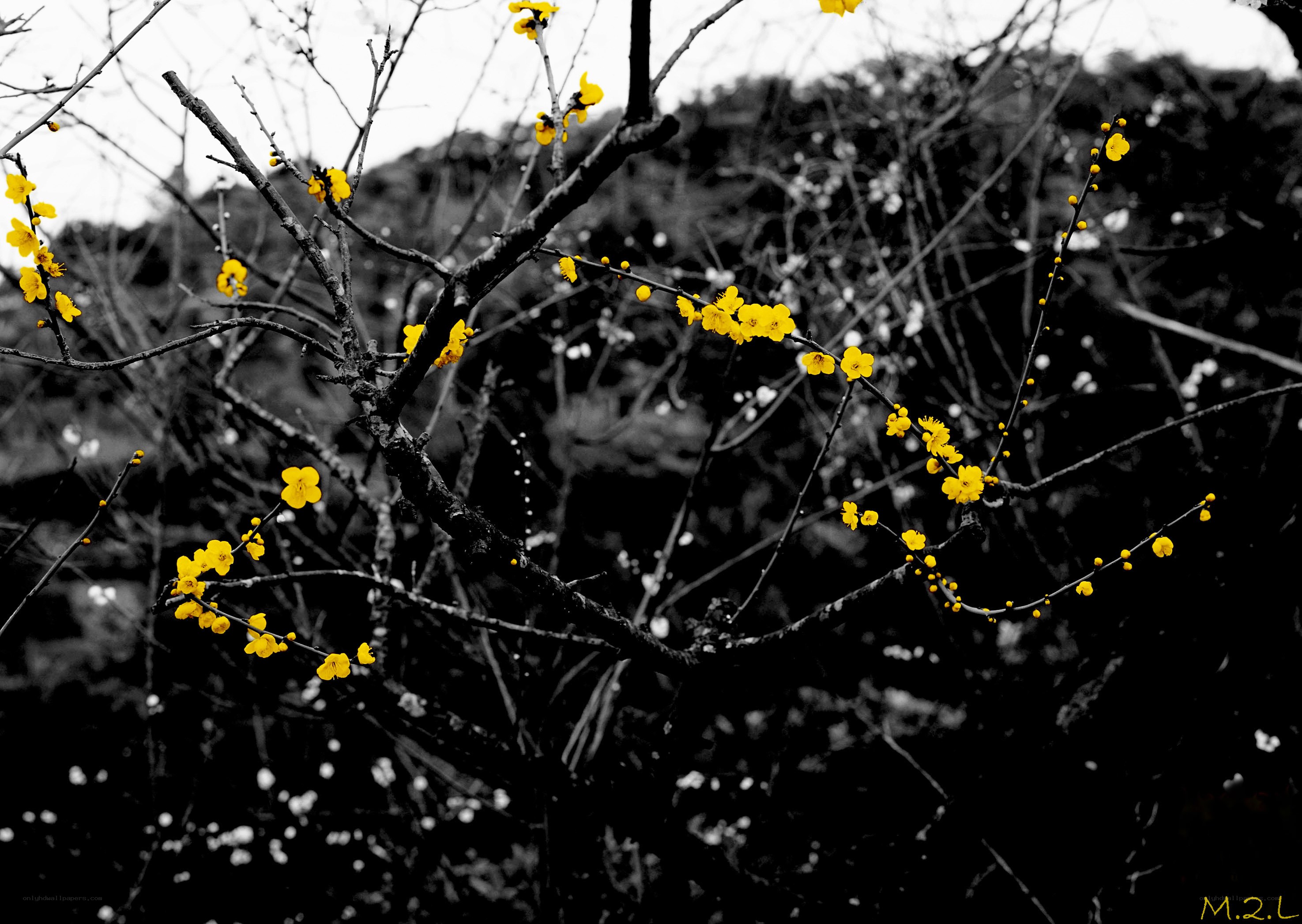 yellow blossoms on bare branches