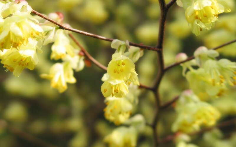 Yellow Blossoms on Branch — Serene, Spring