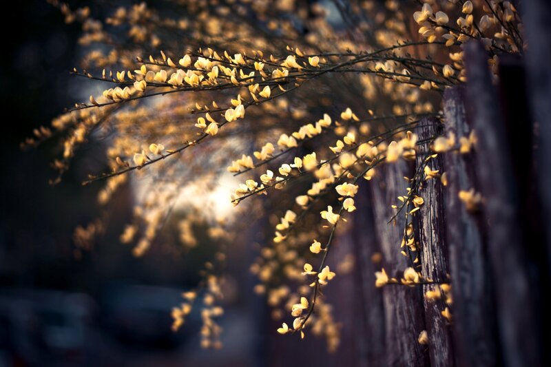 Yellow Blossoms on Branches — Serene