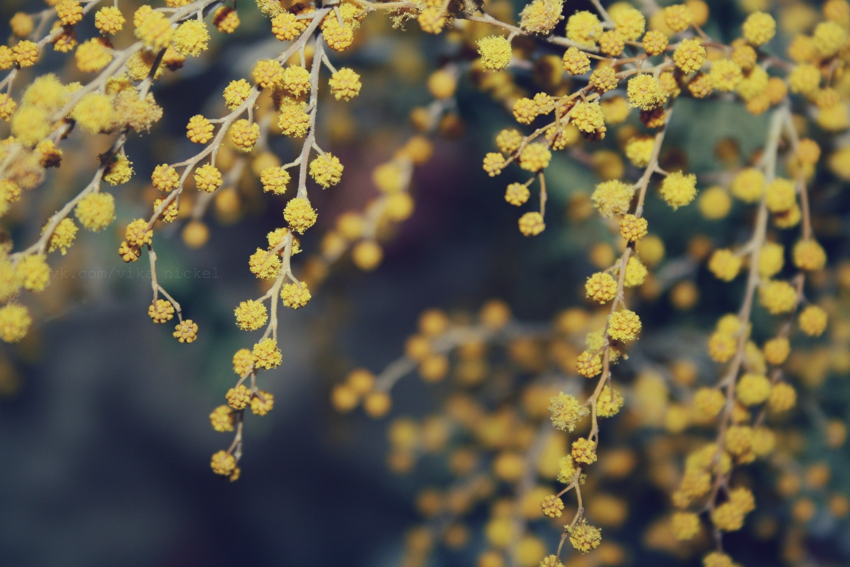 Yellow blossoms on branches
