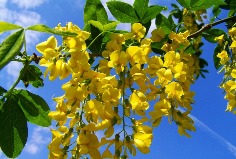 Yellow Blossoms on Tree — Bright, Spring, Photograph