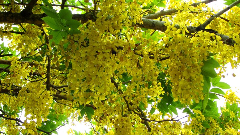 Yellow Blossoms on Tree — Bright, Spring