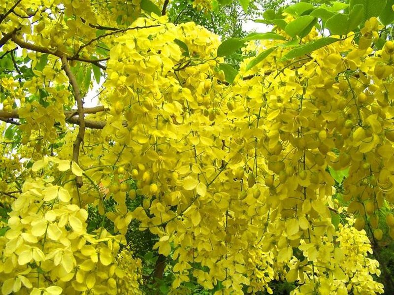 Yellow Blossoms on Tree — Bright