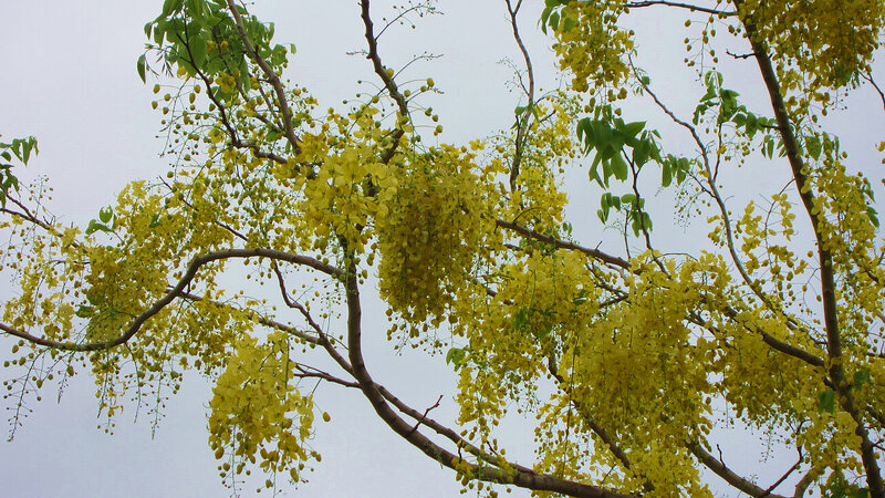 Yellow Blossoms on Tree — Calm