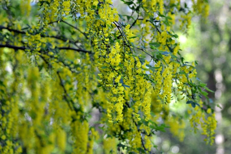 Yellow Blossoms on Tree — Serene