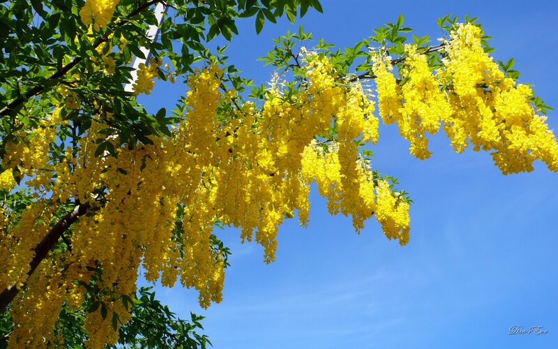 Yellow Blossoms on Tree