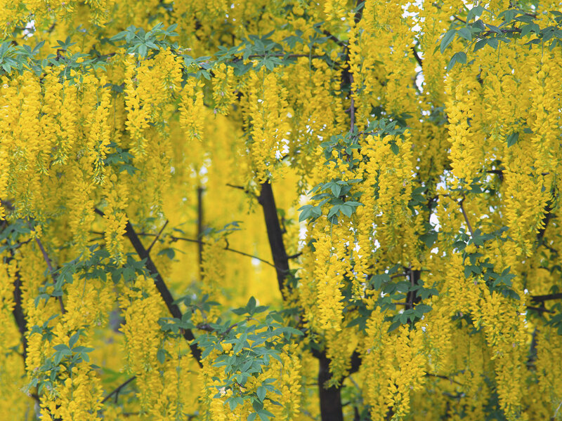 Yellow Blossoms on Tree — Vibrant