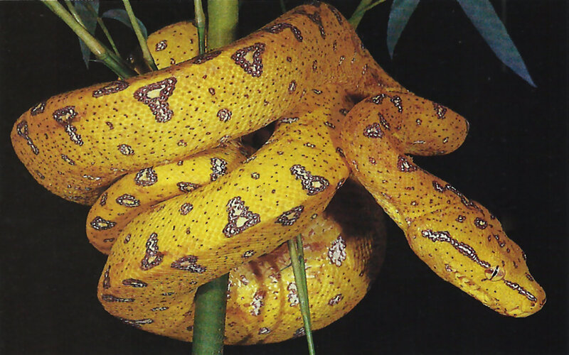 Yellow Boa Constrictor — Calm, Night