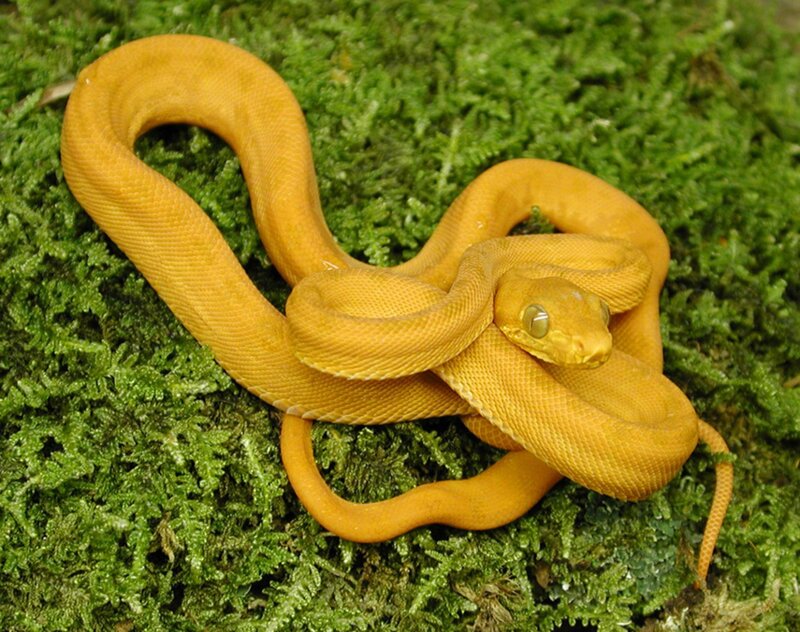 Yellow Boa Constrictor — Calm