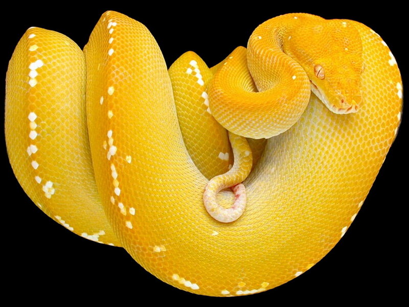Yellow Boa Constrictor