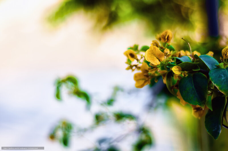 Yellow Bougainvillea Flowers — Serene