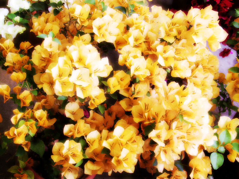 Yellow Bougainvillea Flowers