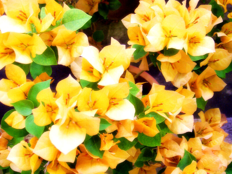 Yellow Bougainvillea Flowers — Vibrant