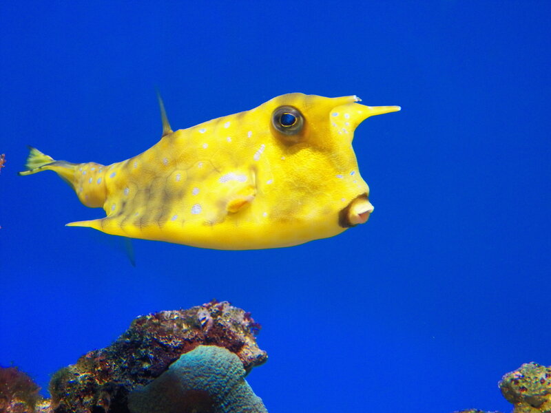 Yellow Boxfish — Blue