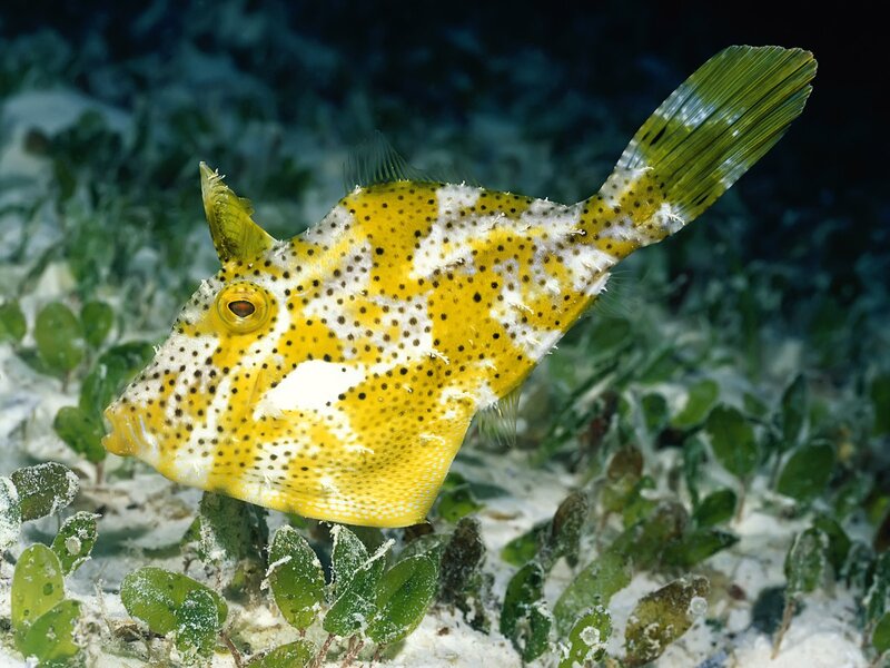 Yellow Boxfish — Calm, Photograph
