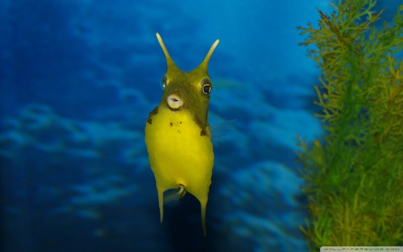 Yellow Boxfish Fish