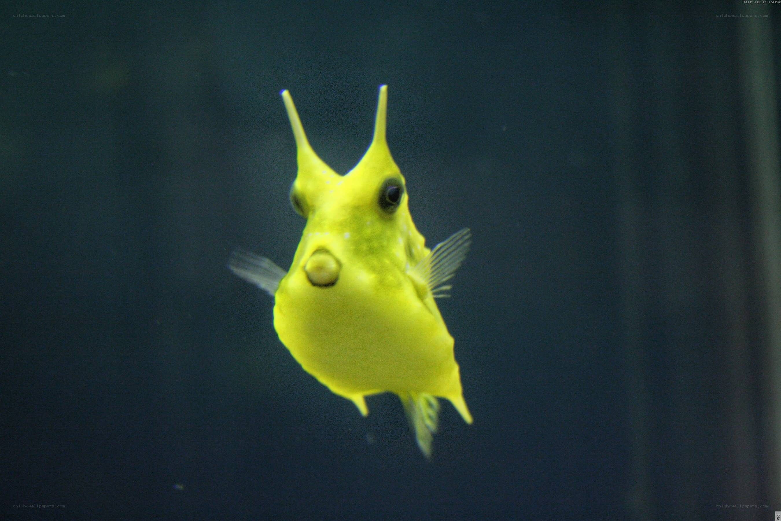 yellow boxfish in aquarium