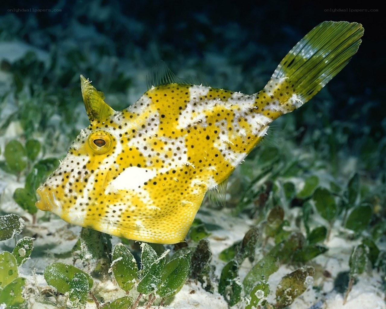 yellow boxfish in coral reef