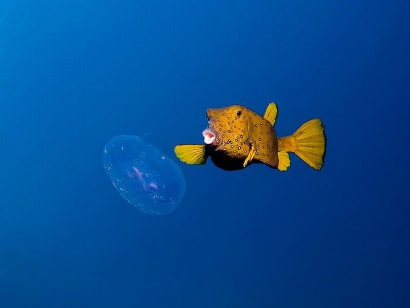 Yellow Boxfish Swimming