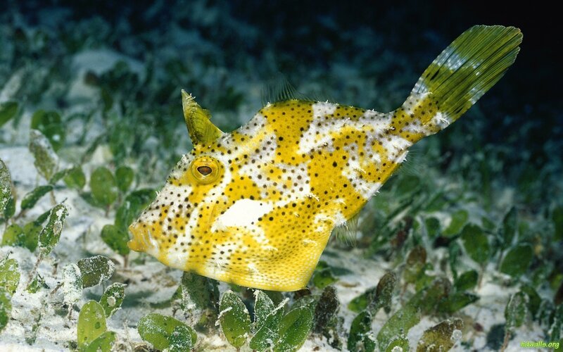 Yellow Boxfish