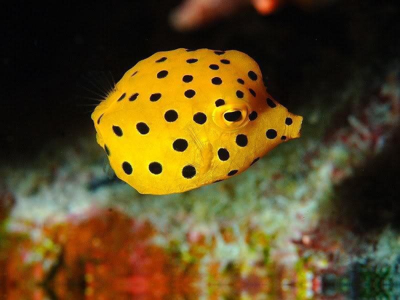 Yellow Boxfish with Black Spots