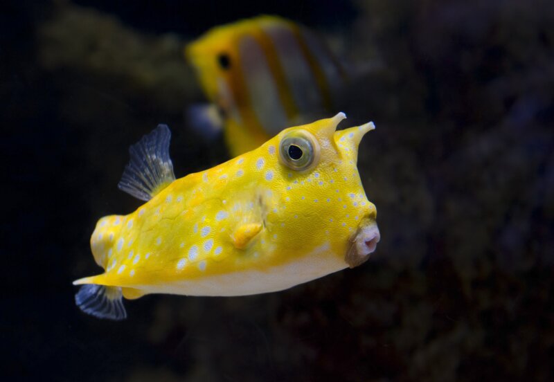 Yellow Boxfish with White Spots